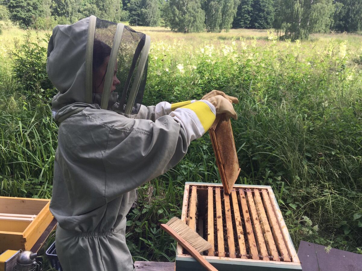 Beehives in Tullisaari