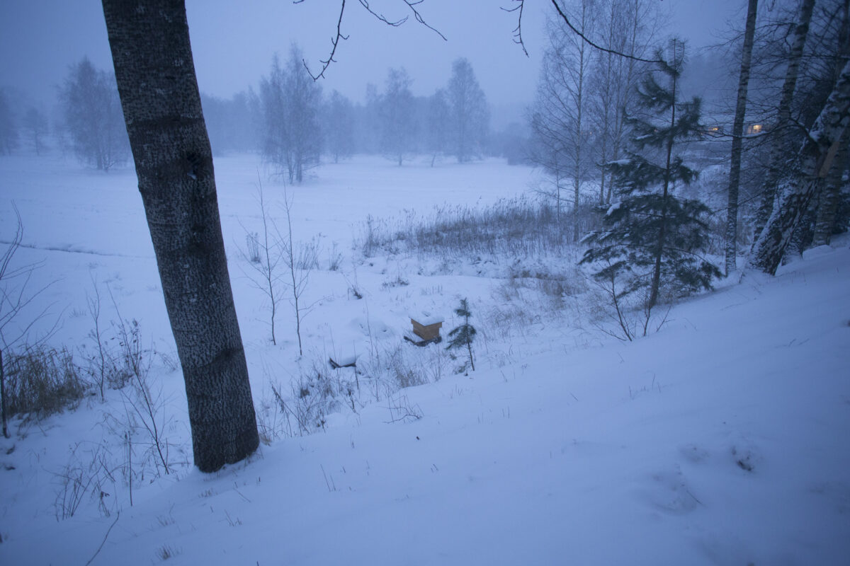 Puiston pesien ensimmäinen talvi