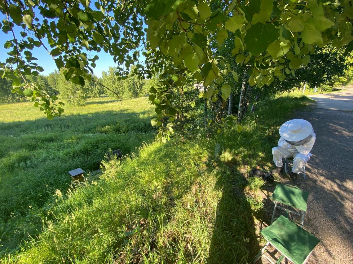 A green park space with beehives and a person wearing a beekeeping suit sat nearby